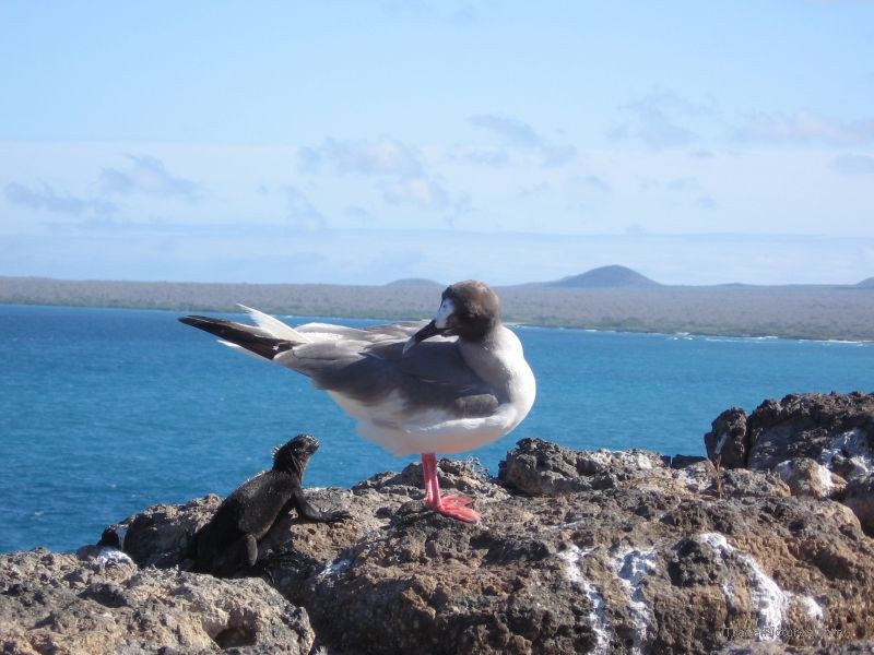 marine iguana bird